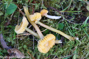  (Gliophorus psittacinus - GAJ.19283)  @11 [ ] by-nc (2024) Henri Koskinen University of Oulu