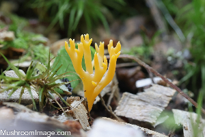  (Ramariopsis crocea - GAJ.19294)  @11 [ ] by-nc (2024) Henri Koskinen University of Oulu
