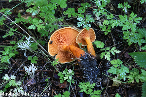  (Hygrophoropsis rufa - GAJ.19310)  @11 [ ] by-nc (2024) Henri Koskinen University of Oulu