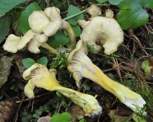  (Cantharellus melanoxeros - GAJ.19313)  @11 [ ] by-nc (2021) Mikko Veräjänkorpi Unspecified