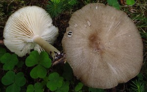  (Clitocybula platyphylla - GAJ.19320)  @11 [ ] by-nc (2024) Mikko Veräjänkorpi Unspecified