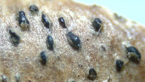  (Sirococcus piceicola - GAJ.19364)  @11 [ ] by-nc (2024) Seppo Huhmarniemi Unspecified