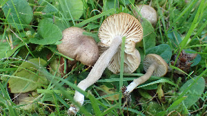  (Camarophyllopsis atrovelutina - GAJ.19366)  @11 [ ] by-nc (2024) Stefan Jakobsson Unspecified