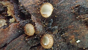 (Trichophaea pseudogregaria - GAJ.19374)  @11 [ ] by-nc (2024) Stefan Jakobsson Unspecified