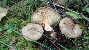  (Paxillus - GAJ.19400)  @11 [ ] by-nc (2024) Stefan Jakobsson Unspecified