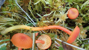 (Hygrocybe sphagnicola - GAJ.19414)  @11 [ ] by-nc (2024) Stefan Jakobsson Unspecified
