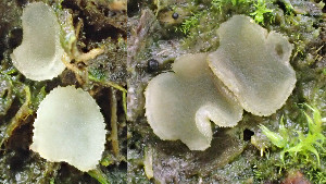  (Ascobolaceae - GAJ.19436)  @11 [ ] by-nc (2024) Stefan Jakobsson Unspecified