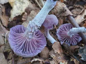  ( - GAJ.19450)  @11 [ ] by-nc (2024) Tuomas P. Hintikka Unspecified