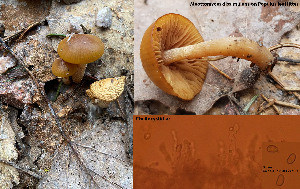  (Meottomyces - GAJ.19456)  @11 [ ] by-nc (2021) Antti Johannes Soininen Unspecified