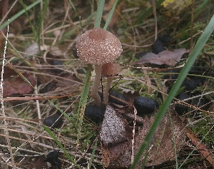  ( - GAJ.19469)  @11 [ ] by-nc (2024) Petri Roponen Unspecified
