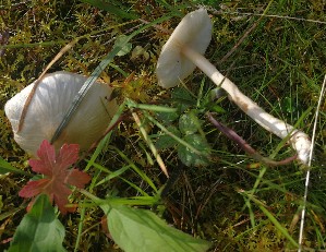  (Zhuliangomyces illinita - GAJ.19475)  @11 [ ] by-nc (2020) Petri Roponen Unspecified