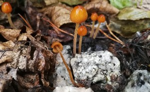  (Conocybe merdaria - GAJ.19480)  @11 [ ] by-nc (2019) Petri Roponen Unspecified