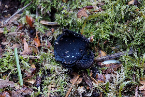  (Pseudoplectania - GAJ.19498)  @11 [ ] by-nc (2024) Juuso Äikäs Unspecified