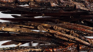  (Cenangium acuum - GAJ.19502)  @11 [ ] by-nc (2024) Juuso Äikäs Unspecified