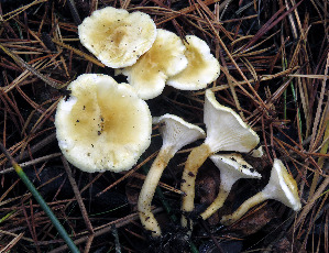  (Hygrophoropsis fuscosquamula - GAJ.19566)  @11 [ ] by-nc (2024) Jarkko Korhonen Unspecified