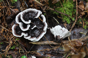  (Phellodon connatus - GAJ.19670)  @11 [ ] by-nc (2022) Tapio Kekki Unspecified