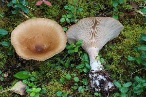  (Harmajaea wellsiae - GAJ.19699)  @11 [ ] by-nc (2020) Tapio Kekki Unspecified