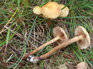  ( - GAJ.19737)  @11 [ ] by-nc (2018) Tapio Kekki Unspecified