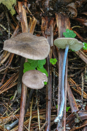  ( - GAJ.19740)  @11 [ ] by-nc (2024) Tapio Kekki Unspecified