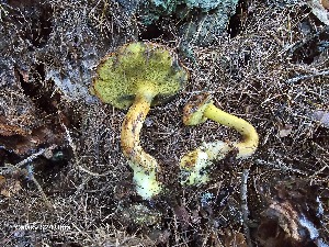  (Buchwaldoboletus lignicola - GAJ.19806)  @11 [ ] by-nc (2024) Anne-Mari Enne Unspecified