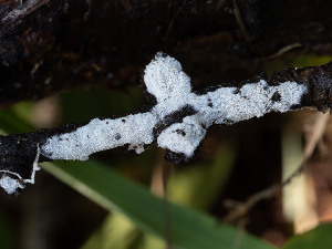  (Odonticium helgae - GAVA.649)  @11 [ ] by-nc (2024) Teppo Helo Unspecified