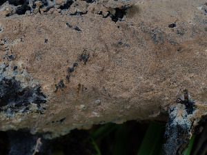  (Thelephora eulateritia - GAVA.653)  @11 [ ] by-nc (2024) Teppo Helo Unspecified