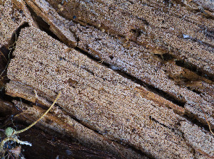  (Tubulicrinis - GAVA.668)  @11 [ ] by-nc (2024) Teppo Helo Unspecified