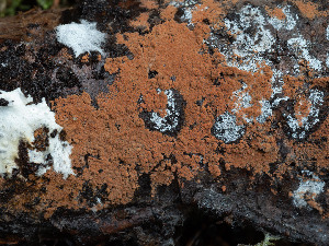  ( - GAVA.700)  @11 [ ] by-nc (2024) Teppo Helo Unspecified