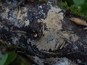  ( - GAVA.710)  @11 [ ] by-nc (2024) Teppo Helo Unspecified