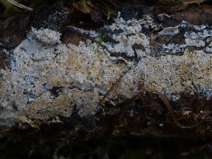  ( - GAVA.727)  @11 [ ] by-nc (2024) Teppo Helo Unspecified