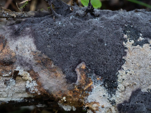  (Polyozellus atrofuscus - GAVA.730)  @11 [ ] by-nc (2024) Teppo Helo Unspecified