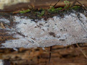  ( - GAVA.738)  @11 [ ] by-nc (2024) Teppo Helo Unspecified