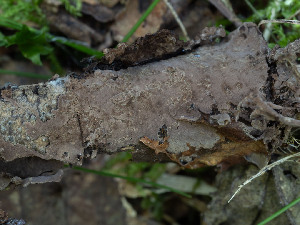  ( - GAVA.741)  @11 [ ] by-nc (2025) Teppo Helo Unspecified