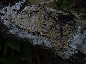  ( - GAVA.747)  @11 [ ] by-nc (2025) Teppo Helo Unspecified