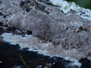  ( - GAVA.770)  @11 [ ] by-nc (2025) Teppo Helo Unspecified