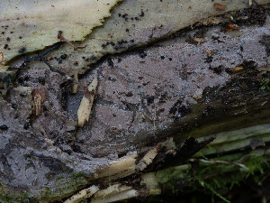  ( - GAVA.792)  @11 [ ] by-nc (2020) Teppo Helo Unspecified