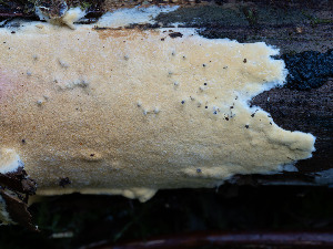  (Trichoderma parmastoi - GAVA.795)  @11 [ ] by-nc (2020) Teppo Helo Unspecified