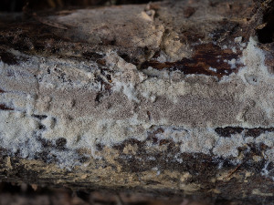  ( - GAVA.796)  @11 [ ] by-nc (2024) Teppo Helo Unspecified