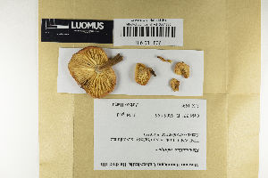  ( - H6081836)  @11 [ ] by-nc (2021) Marko Mutanen University of Oulu