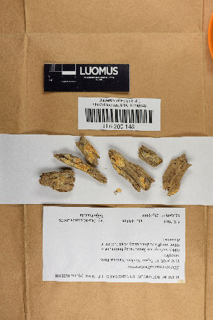  (Sistotrema alboluteum - H6200148)  @11 [ ] by-nc (2021) Marko Mutanen University of Oulu