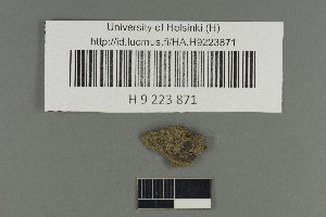  (Verrucaria corticola - H9223871)  @11 [ ] by-nc (2021) Ella Sippola University of Oulu