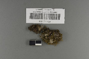  (Peltigera fuscoponojensis - H9224069)  @11 [ ] by-nc (2021) Ella Sippola University of Oulu