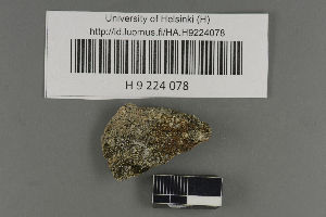  (Rufoplaca arenaria - H9224078)  @11 [ ] by-nc (2021) Ella Sippola University of Oulu