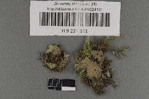  (Peltigera lepidophora - H9224161)  @11 [ ] by-nc (2021) Ella Sippola University of Oulu