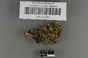  (Peltigera kristinssonii - H9224180)  @11 [ ] by-nc (2021) Ella Sippola University of Oulu