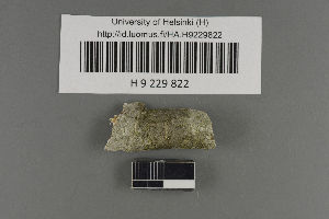  (Rinodina septentrionalis - H9229822)  @11 [ ] by-nc (2021) Ella Sippola University of Oulu