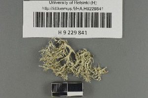  (Ramalina europaea - H9229841)  @11 [ ] by-nc (2021) Ella Sippola University of Oulu