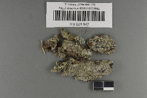  (Trapeliopsis granulosa - H9229842)  @11 [ ] by-nc (2021) Ella Sippola University of Oulu