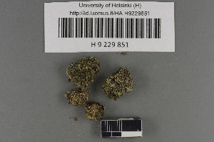  (Bilimbia microcarpa - H9229851)  @11 [ ] by-nc (2021) Ella Sippola University of Oulu