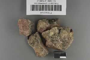  (Verrucaria foveolata - H9224207)  @11 [ ] by-nc (2021) Ella Sippola University of Oulu